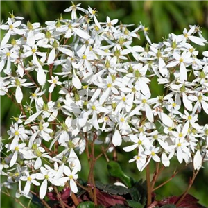 Saxifraga 'Dancing Pixies Thea'